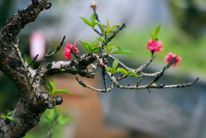 Banner cho bài viết:Viết bài văn nghị luận phân tích, đánh giá chủ đề và nghệ thuật của bài Thơ Xuân Về - Chu Minh Khôi ( Chương trình mới )