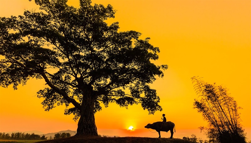 Banner cho bài viết:Đọc hiểu bài  thơ Chiều Thu - Anh Thơ