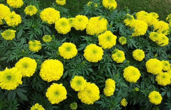 Banner cho bài viết:Đọc hiểu truyện ngắn Hạt Gửi Mùa Sau - Nguyễn Ngọc Tư