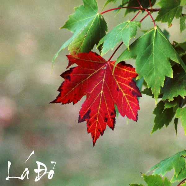 Banner cho bài viết:Cấu tứ trong bài thơ Lá Đỏ - Nguyễn Đình Thi