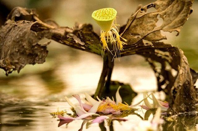 Banner cho bài viết:Tiểu luận lối Nói ẩn ngôn trong Thơ Thiền Tuệ Trung