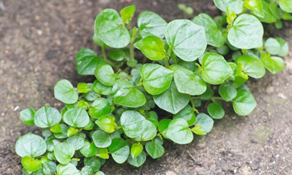 Banner cho bài viết:Đọc hiểu tản văn Rau Càng Cua - Bùi Quang Minh