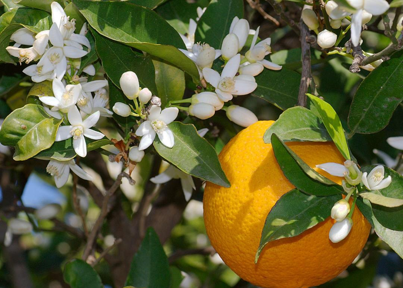 Banner cho bài viết:Đọc hiểu tản văn Thương Mến Tỏa Hương - Đỗ Bích Thúy