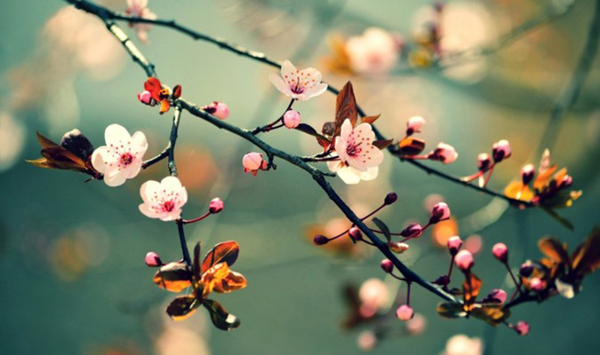 Banner cho bài viết:Đọc hiểu bài thơ Vị Mùa Xuân - Vũ Quần Phương