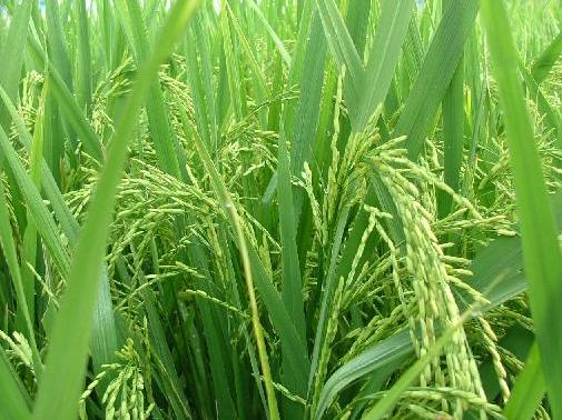 Banner cho bài viết:Đọc hiểu Thần Thoại Lúa và Cỏ