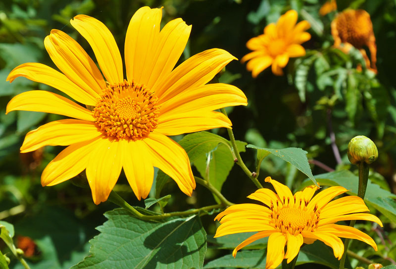 Banner cho bài viết:Biểu tượng văn hóa trong Thơ Đinh Thị Như Thúy